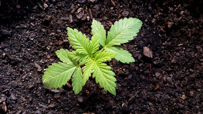 freminizowane nasiona marihuany